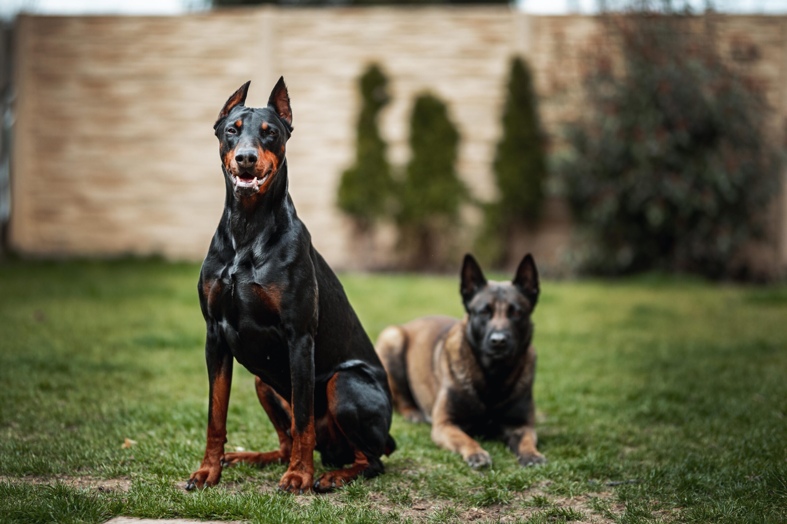How Big Do Dobermans Get? A Guide to Doberman Sizes Greenfield Dobermans