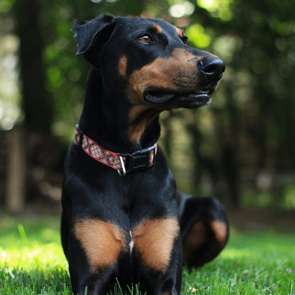 doberman for sale